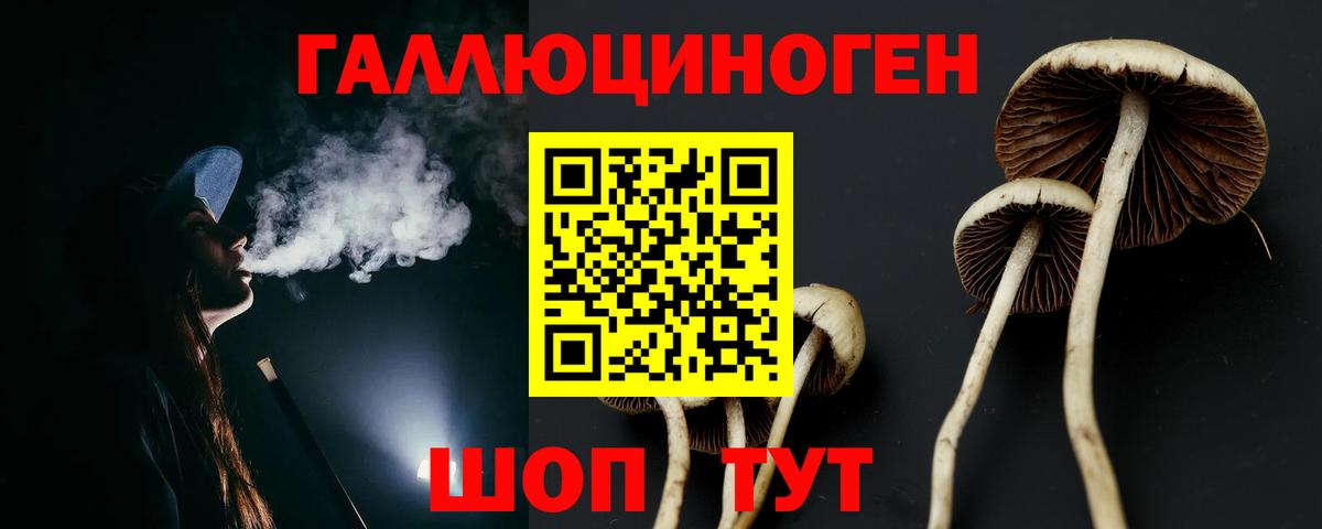 Псилоцибиновые грибы Psilocybe Асино